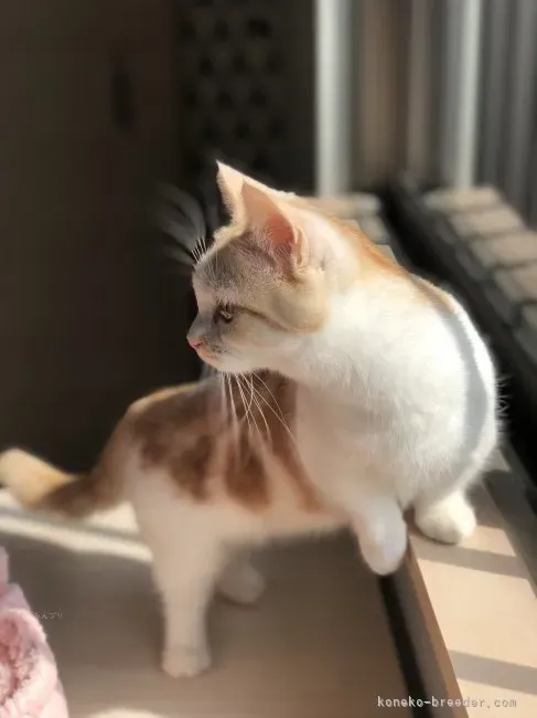 姫路 猫 ブリーダーから最高の出会いを！失敗しない信頼の選び方